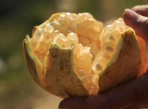 直播预告 直播专题之 品尝珠城味道,对话世界文明