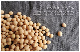 辽宁朝阳特产 越山杂粮黄豆350g 2全国包邮 北京青海西藏新疆港澳台除外