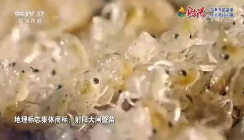 火遍全国 射阳绿色农产品 宣传片刷屏央视 江苏卫视黄金时段