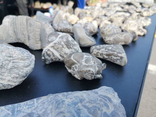 西安丝路杯全国观赏石精品特色展开幕，全国电石艺术焕发新光彩